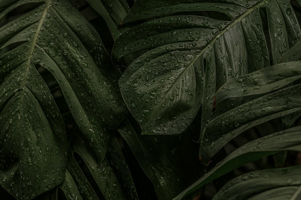 Monstera desktop wallpaper background, wet leaves, vivid tone