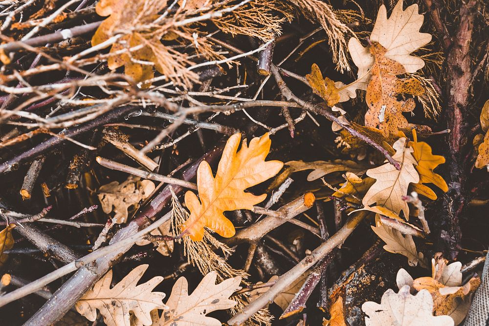 Autumn desktop wallpaper background, oak leaves, warm tone