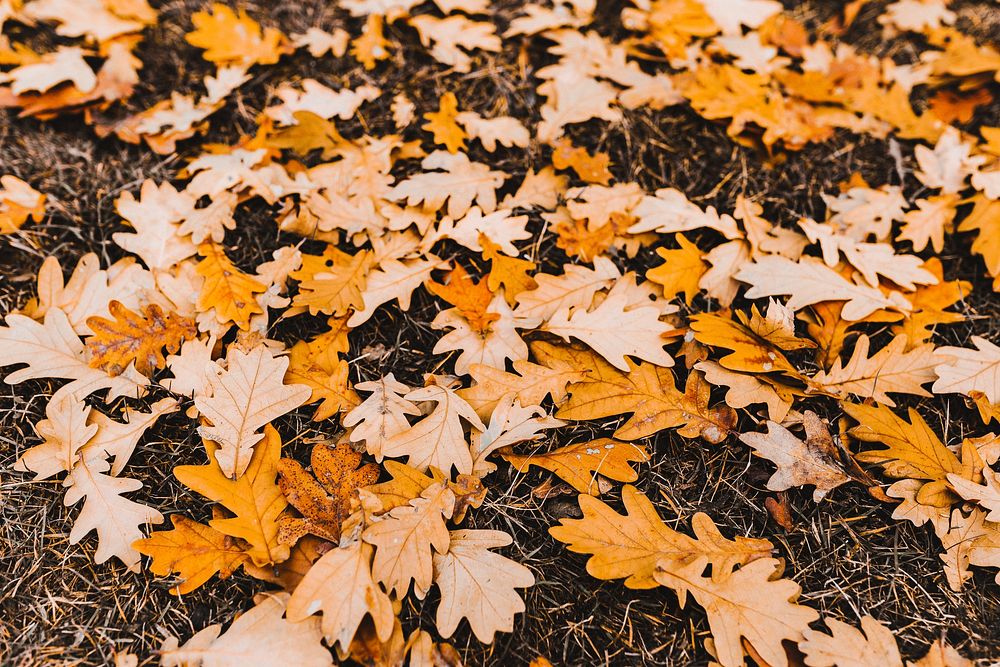 Autumn desktop wallpaper background, oak leaves, warm tone