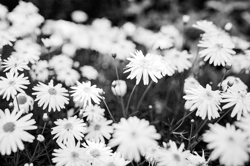 Black aesthetic flower background, daisy