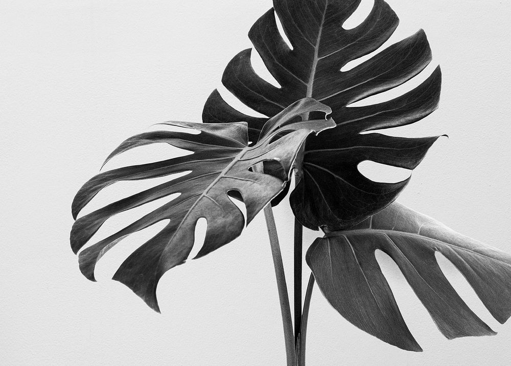 Monstera leaves, nature in monotone