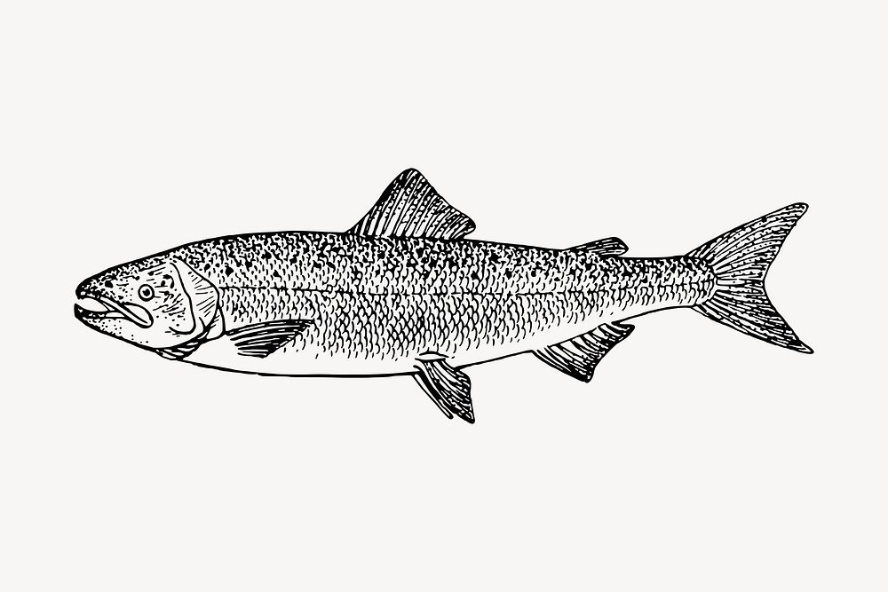 Salmon fish clipart, vintage sea animal illustration vector. Free public domain CC0 image.