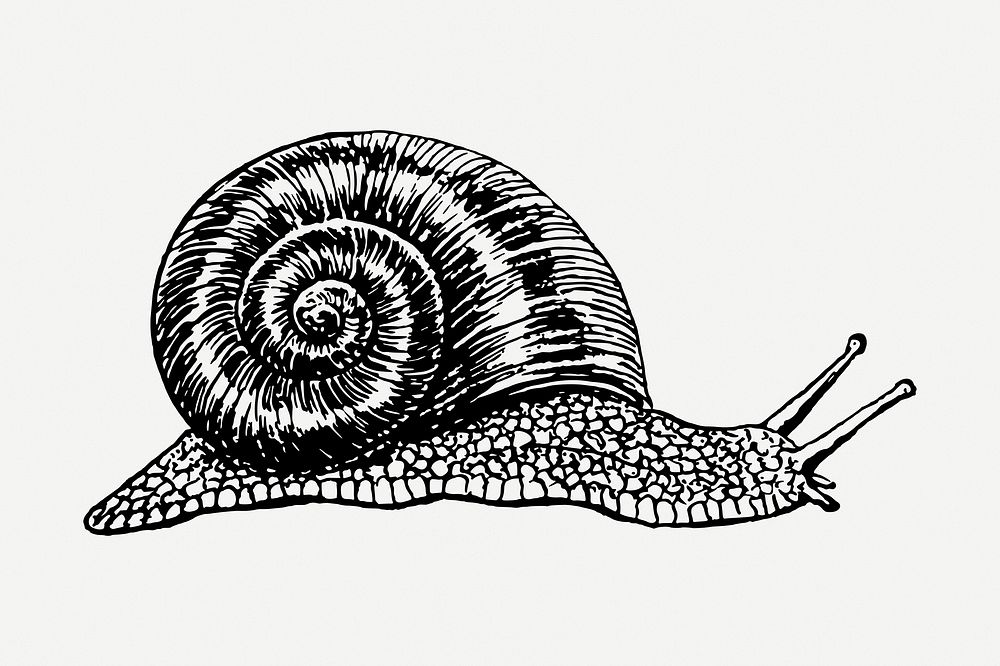 Snail drawing, vintage animal illustration psd. Free public domain CC0 image.