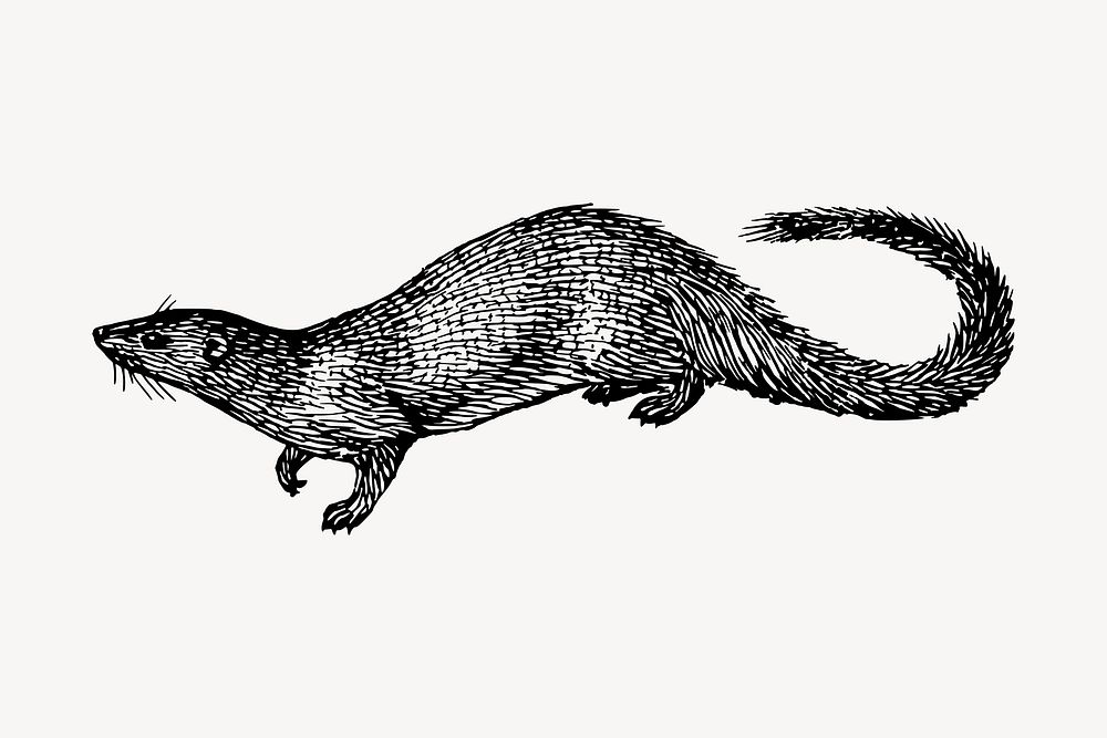 Egyptian mongoose clipart, vintage animal illustration vector. Free public domain CC0 image.