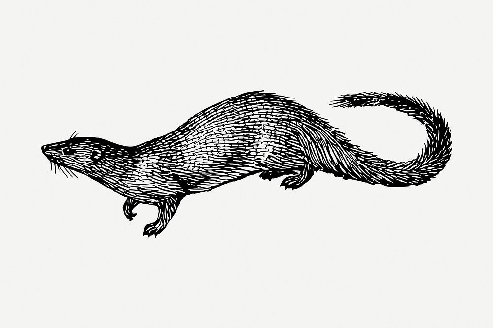 Egyptian mongoose drawing, vintage wildlife illustration psd. Free public domain CC0 image.