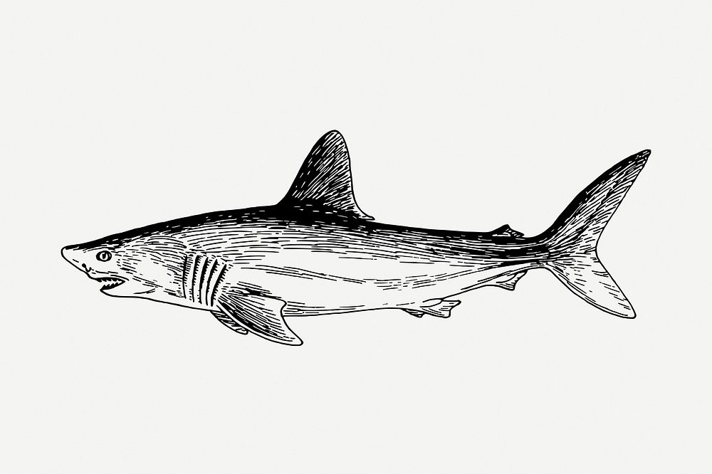 Shark drawing, vintage sea animal illustration psd. Free public domain CC0 image.
