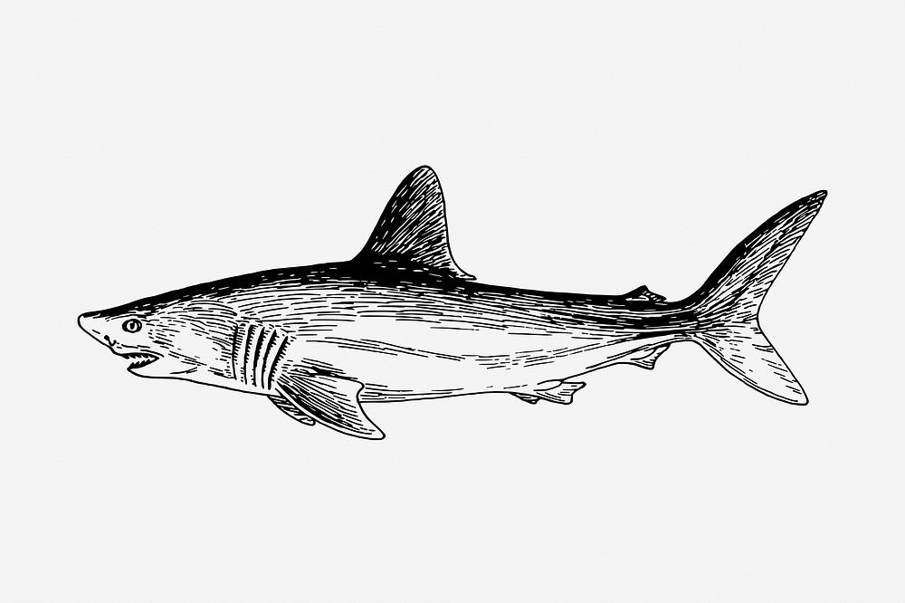Shark drawing, vintage sea animal illustration. Free public domain CC0 image.