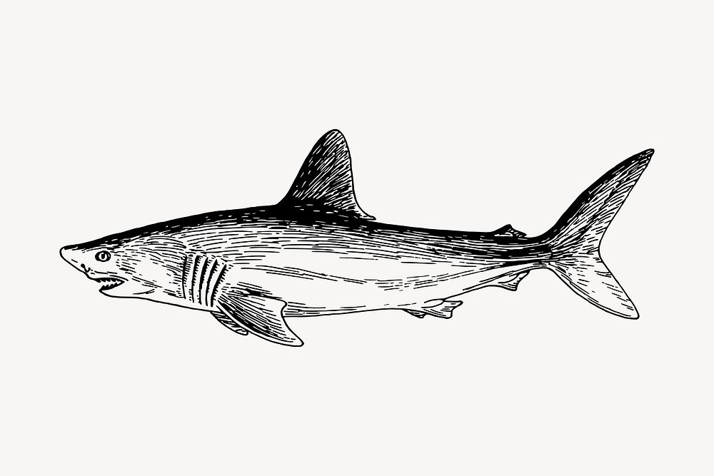 Shark drawing, vintage sea animal illustration vector. Free public domain CC0 image.