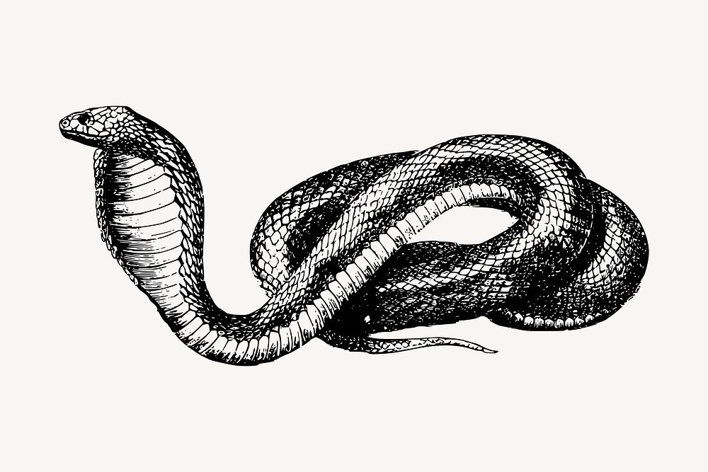 French snake drawing, vintage animal illustration vector. Free public domain CC0 image.