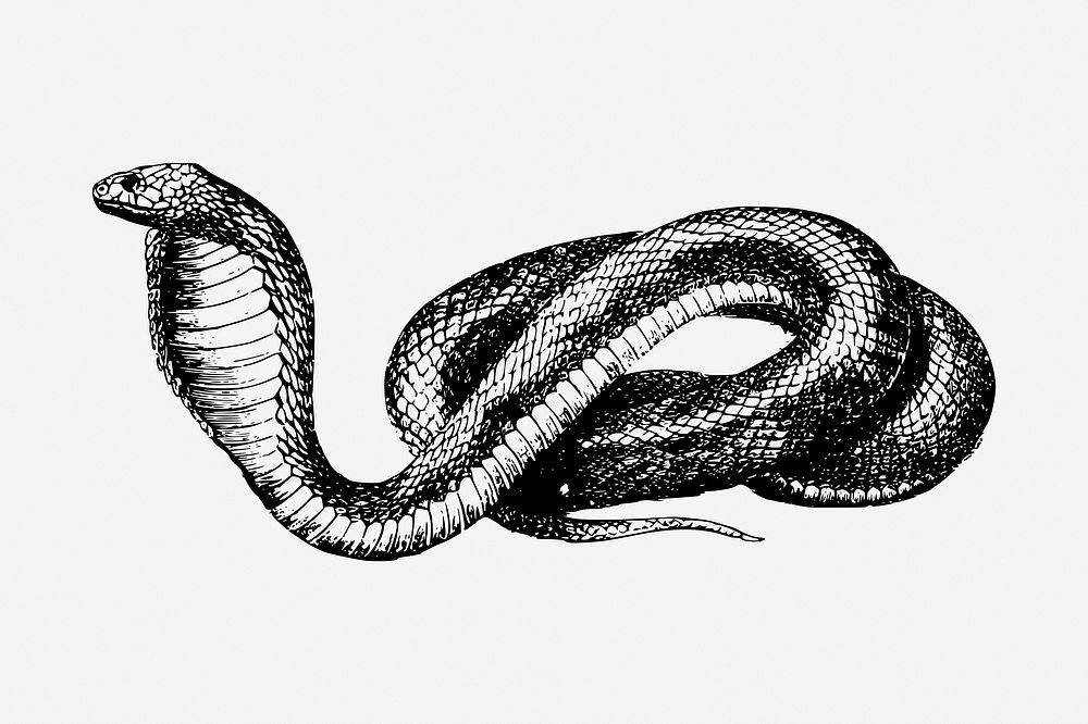 French snake drawing, vintage animal illustration. Free public domain CC0 image.