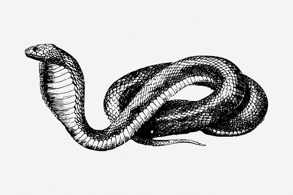 French snake drawing, vintage animal illustration psd. Free public domain CC0 image.