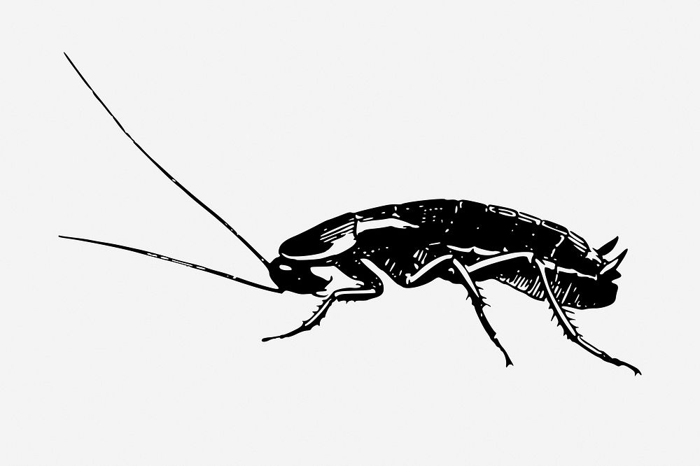Cockroach drawing, vintage insect illustration. Free public domain CC0 image.