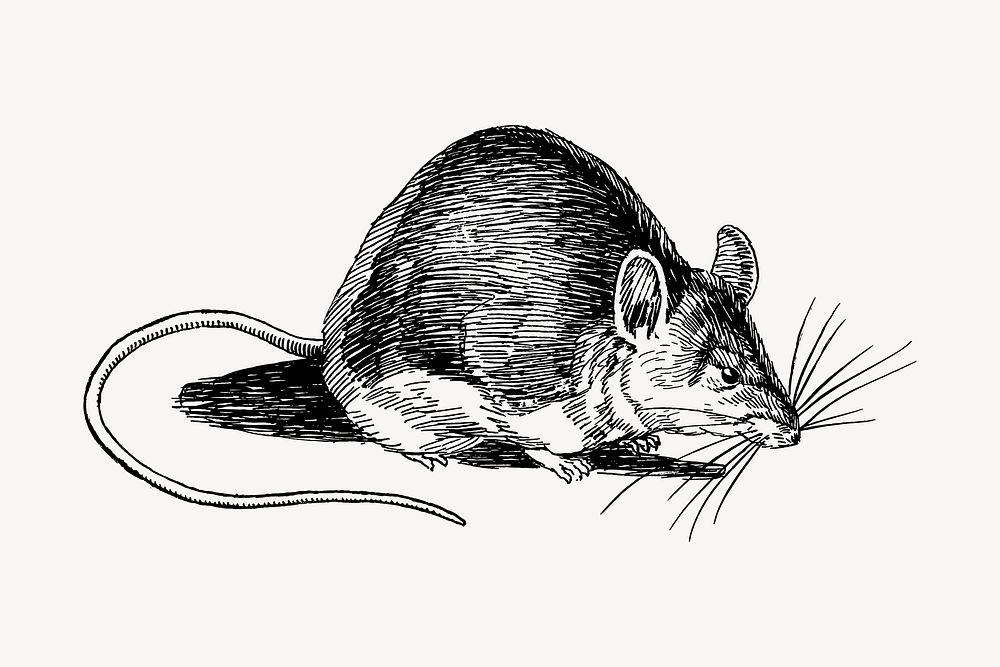 Rat drawing, vintage animal illustration vector. Free public domain CC0 image.