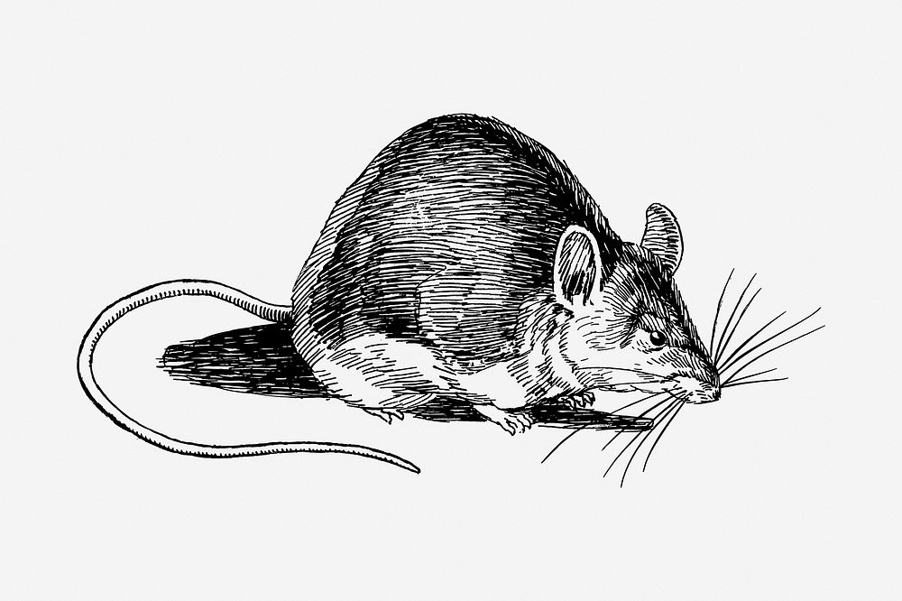 Mouse drawing, vintage animal illustration. Free public domain CC0 image.