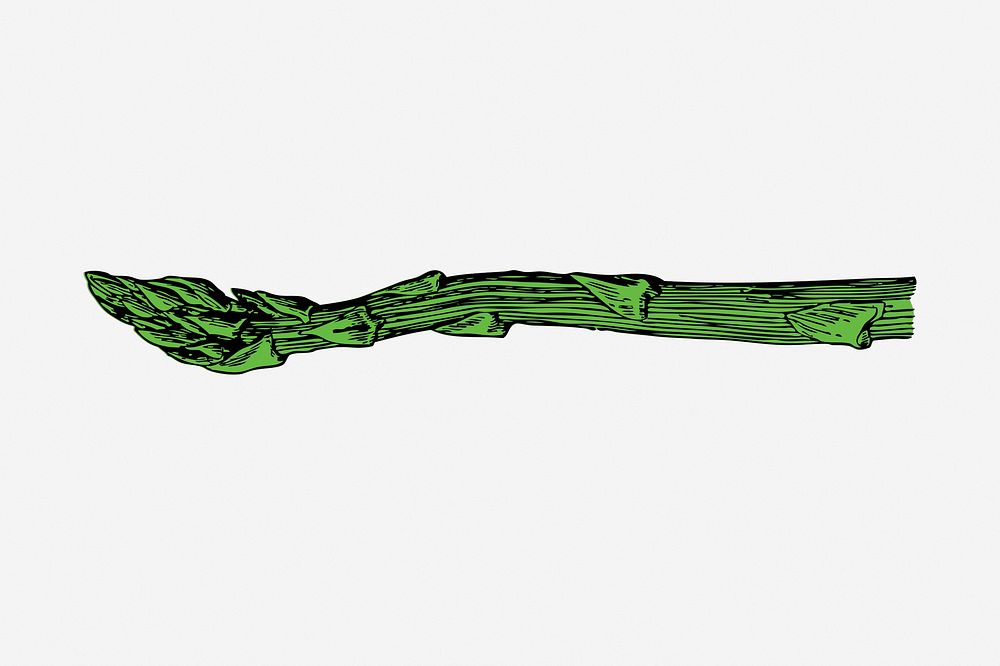 Asparagus clipart, vegetable vintage illustration vector. Free public domain CC0 image.