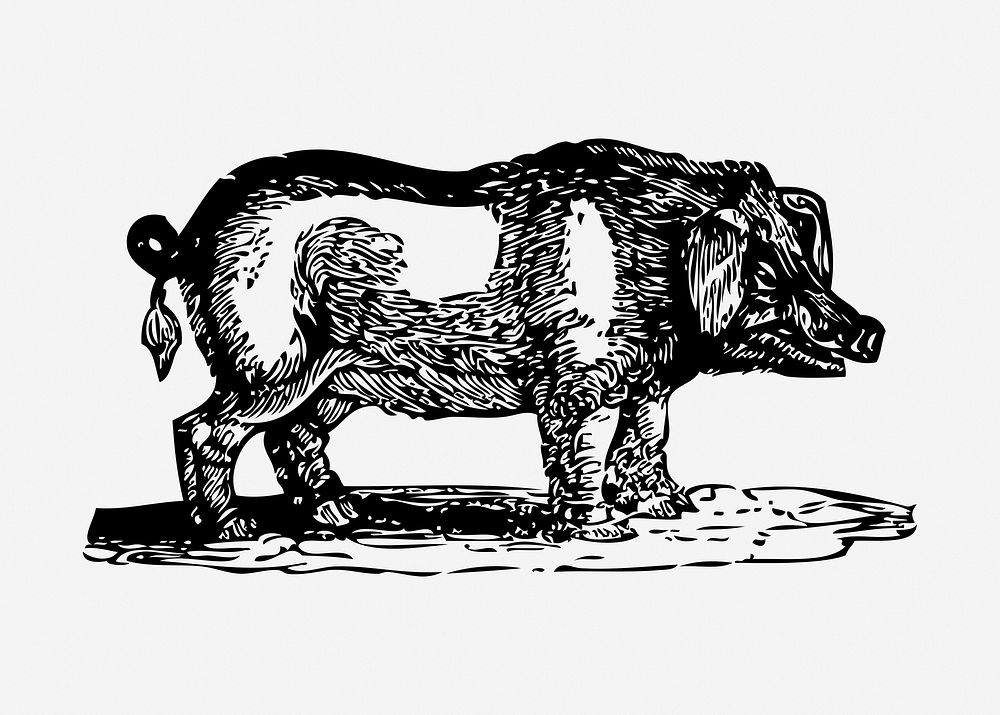 Pig drawing, farm animal vintage illustration. Free public domain CC0 image.