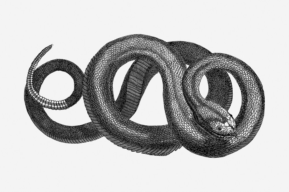 Rattle snake drawing, animal vintage illustration. Free public domain CC0 image.