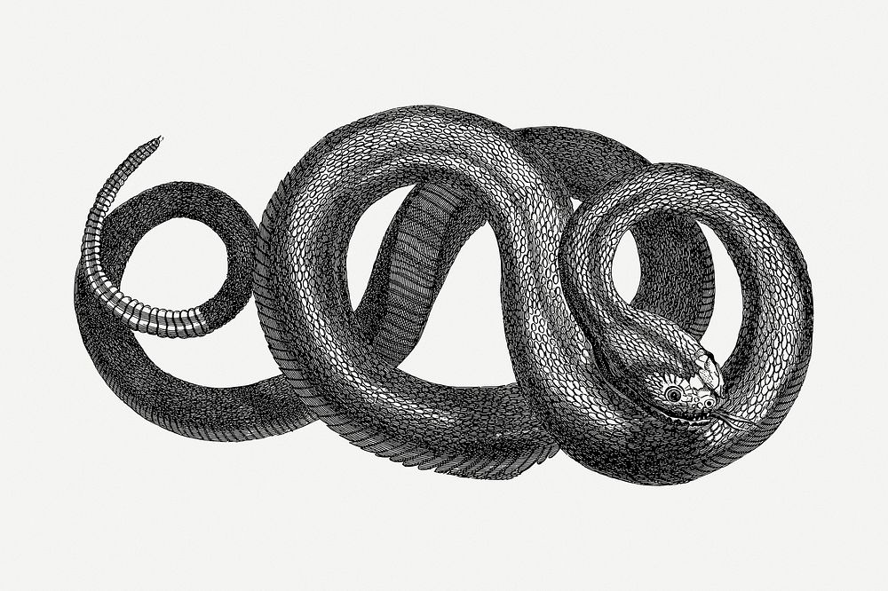 Rattle snake drawing, animal vintage illustration psd. Free public domain CC0 image.