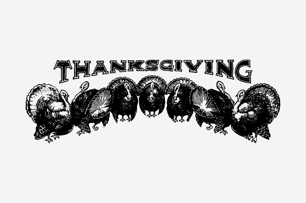 Thanksgiving turkeys typography drawing, greeting vintage illustration. Free public domain CC0 image.