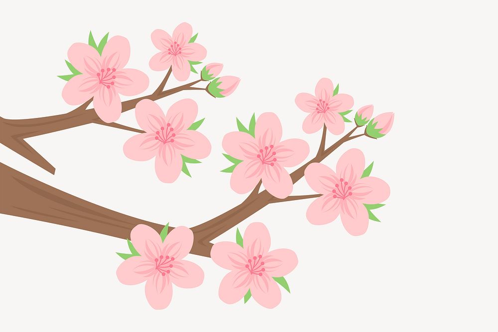 Cherry blossom clipart, botanical illustration. Free public domain CC0 image.