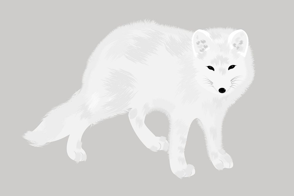 Arctic fox clipart, animal illustration. Free public domain CC0 image.