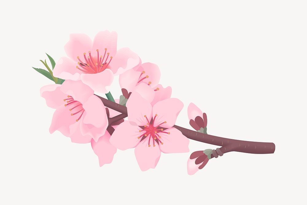 Cherry blossom flower clipart, botanical illustration. Free public domain CC0 image.