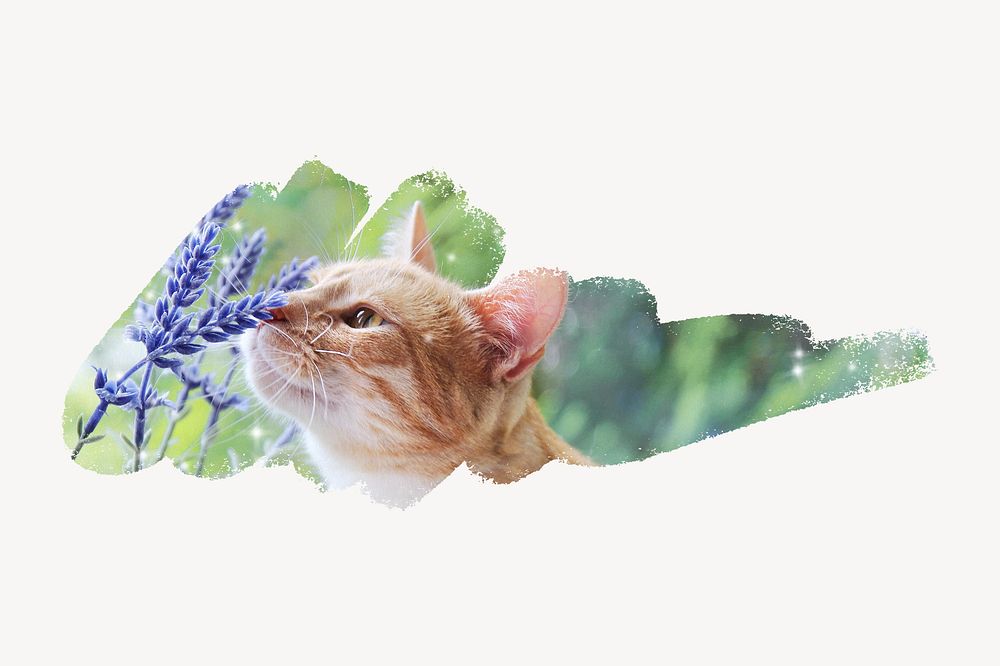Orange cat smelling flower, brush stroke reveal, animal collage element illustration