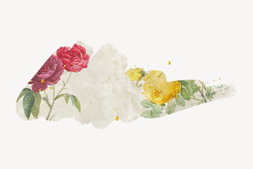 Yellow and red roses, brush stroke reveal texture, flower collage element illustration