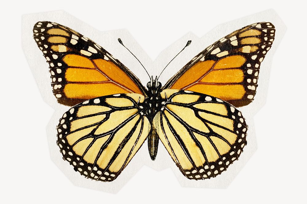 Monarch butterfly on a rough cut paper effect design