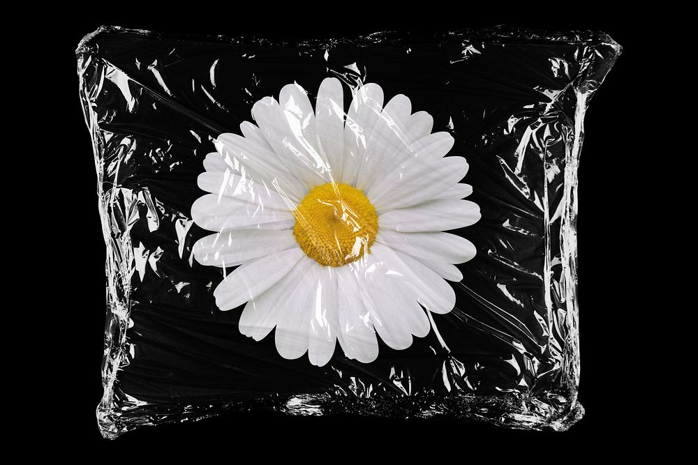 Daisy flower in plastic, black background