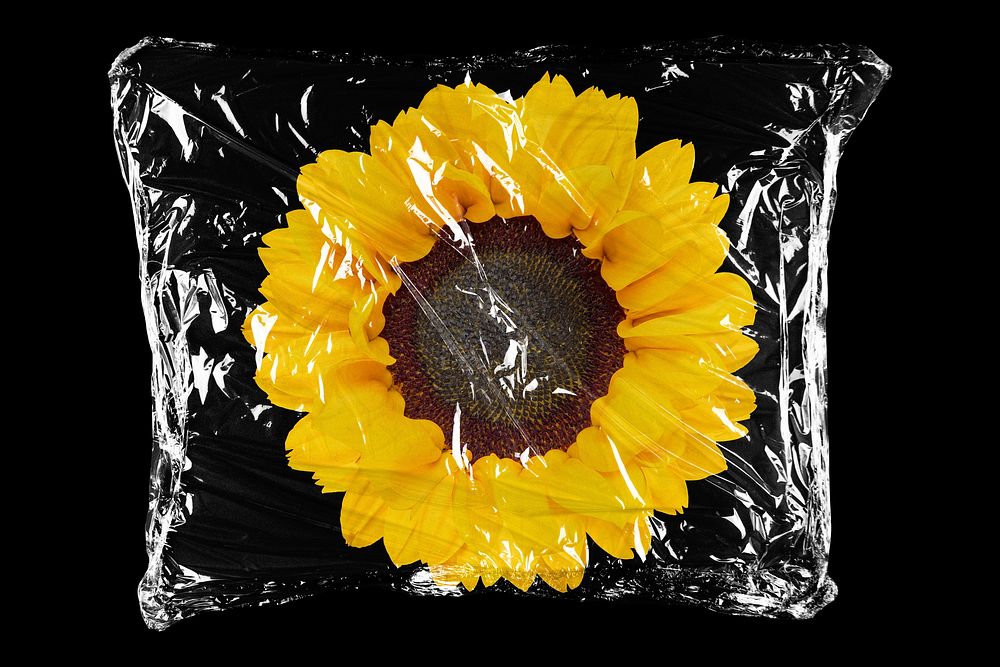 Sunflower in plastic, black background