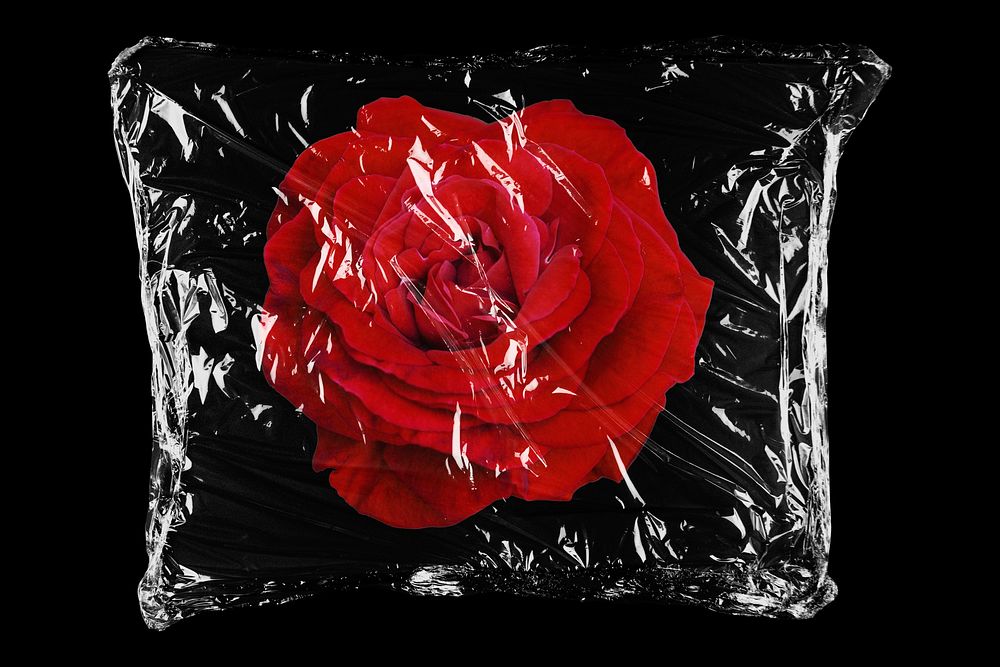 Red rose in plastic, black background