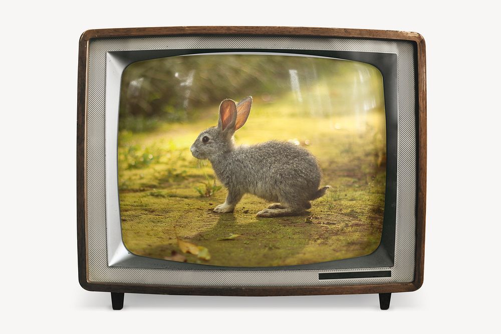 Cute rabbit on retro television, animal photo