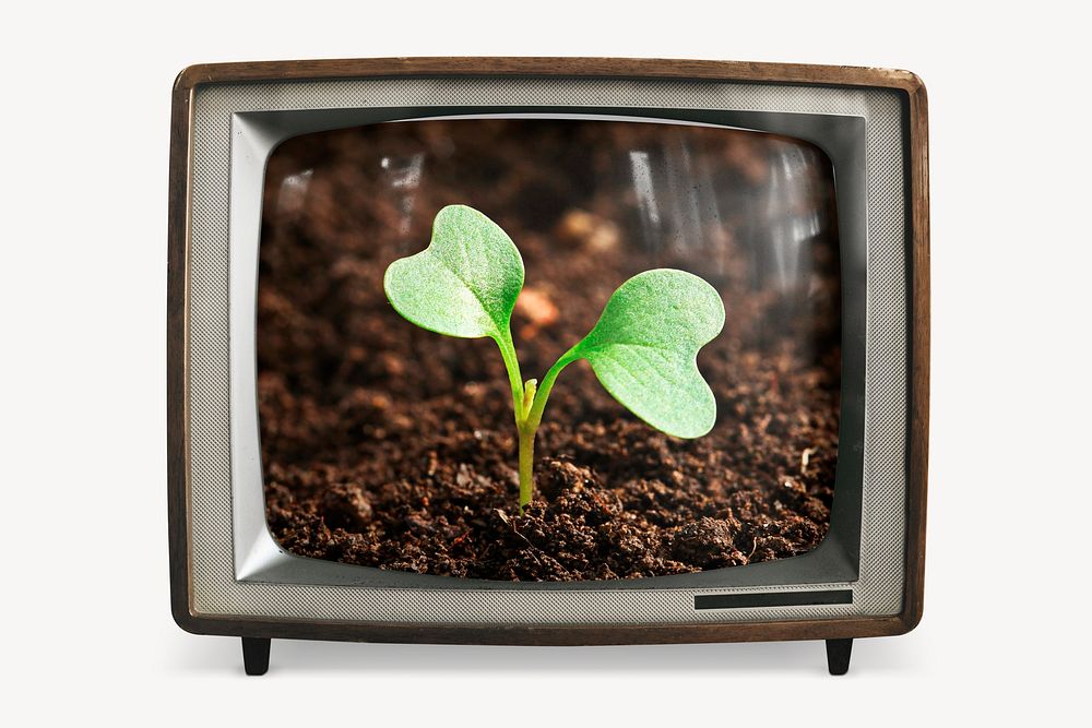 Growing sprout on retro television, environment photo
