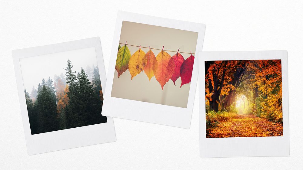 Nature aesthetic, instant photo mood board
