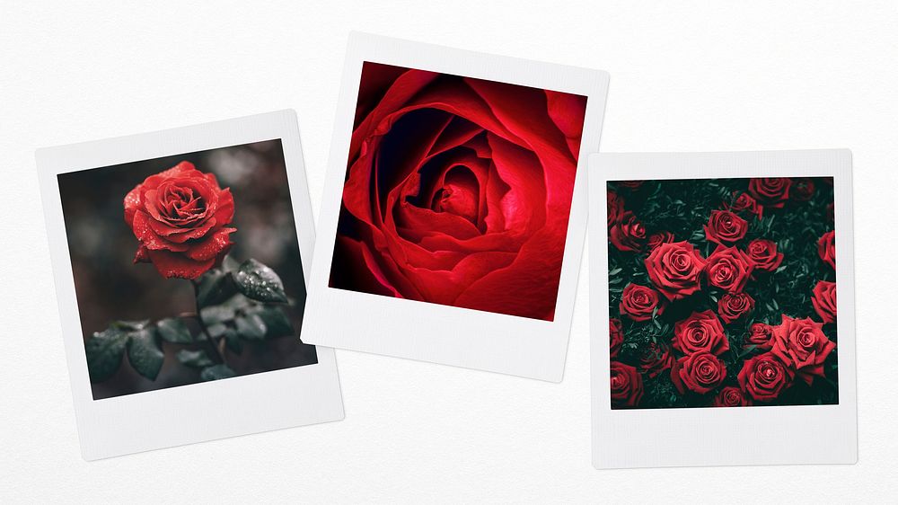 Valentine's rose flowers, aesthetic mood board
