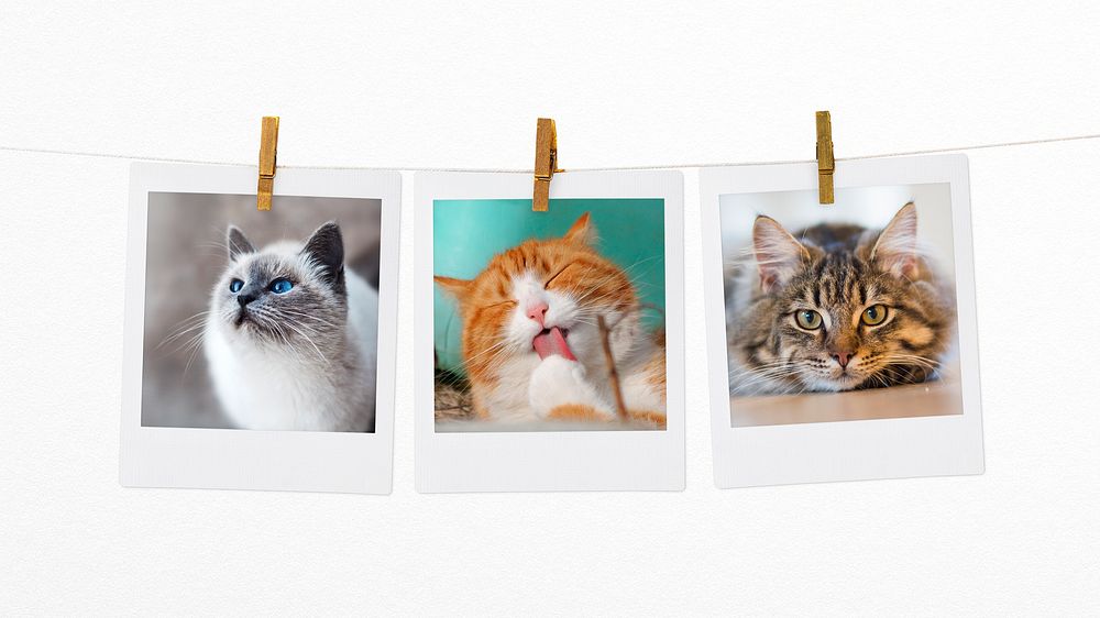 Cute kittens, pet instant photo mood board