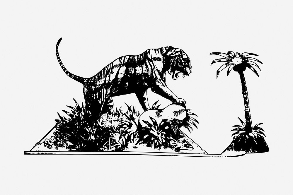 Roaring tiger drawing, vintage animal illustration. Free public domain CC0 image.