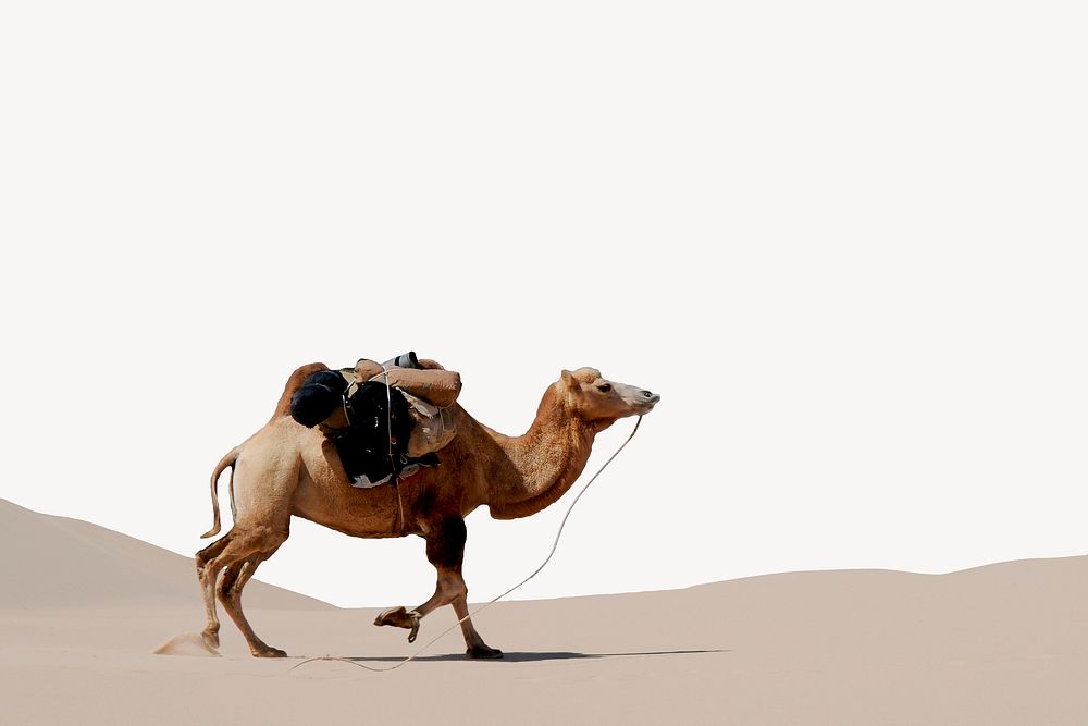 Camel walking in desert background