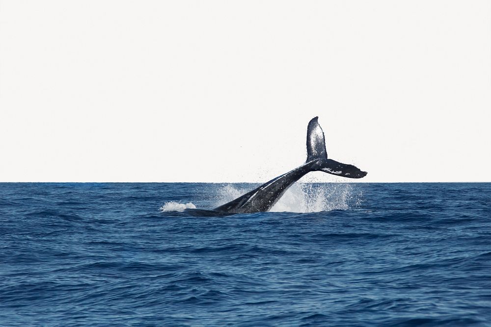 Sea life background, whale tail splashing blue ocean