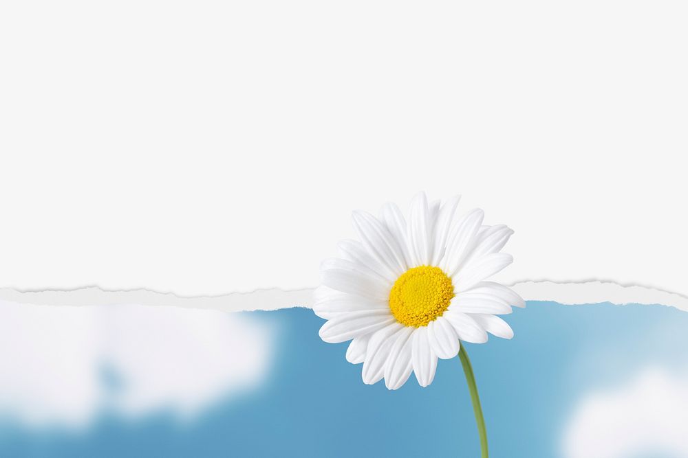White daisy background, ripped paper texture border