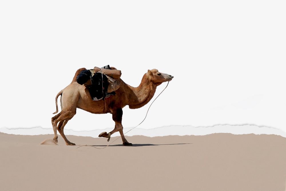Camel in desert background, ripped paper texture border