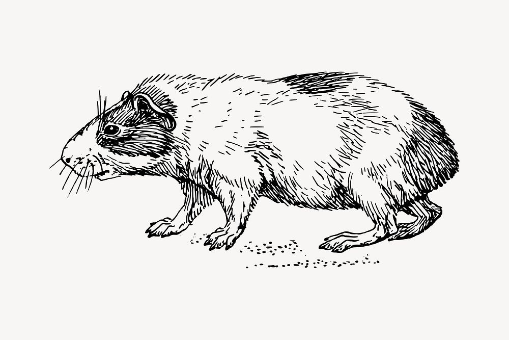 Guinea pig clipart, vintage animal illustration vector. Free public domain CC0 image.