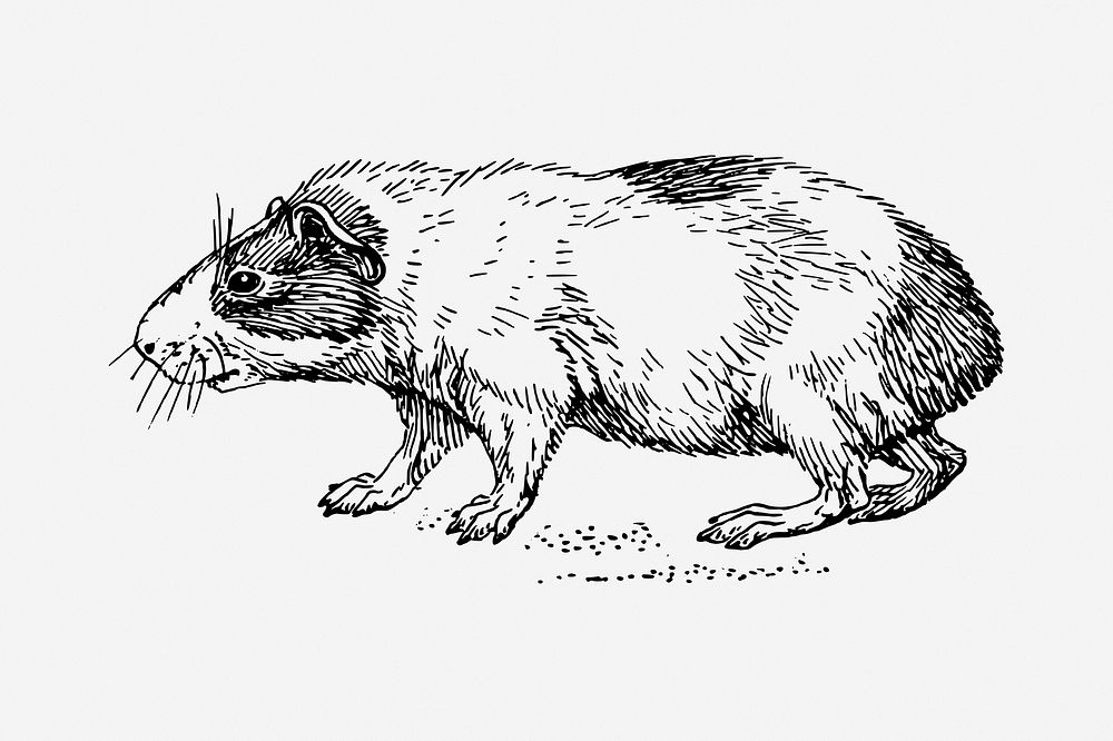 Guinea pig drawing, vintage animal illustration. Free public domain CC0 image.