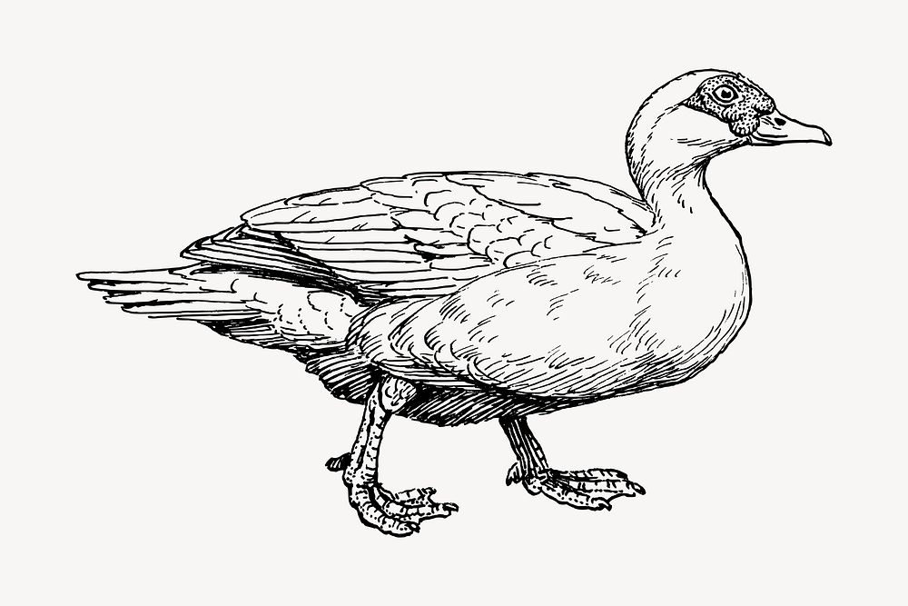 Muscovy duck clipart, vintage animal illustration vector. Free public domain CC0 image.