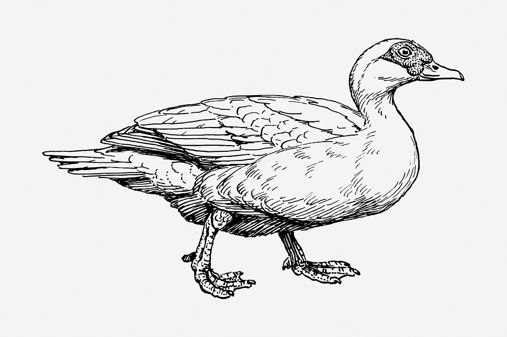 Muscovy duck drawing, vintage animal illustration. Free public domain CC0 image.