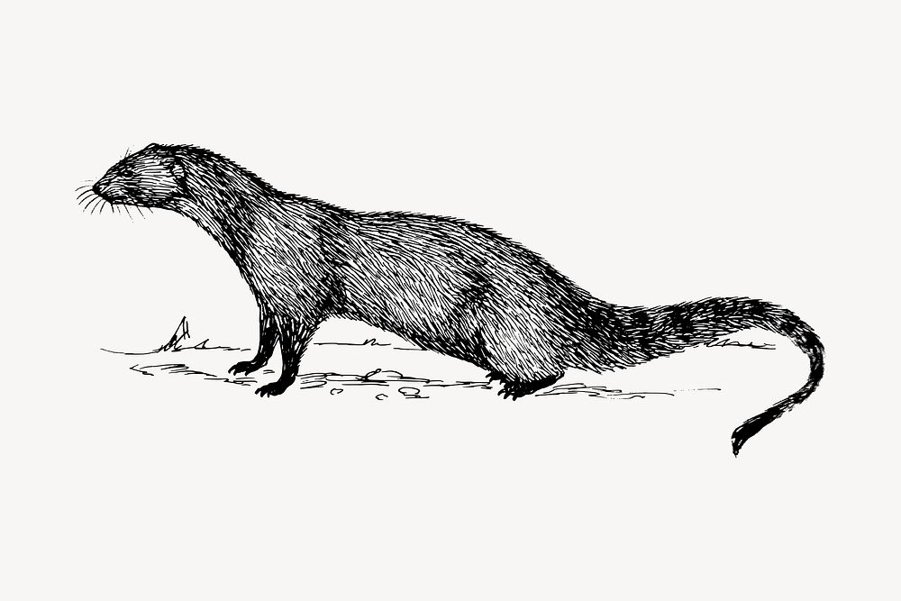 Mongoose clipart, vintage animal illustration vector. Free public domain CC0 image.