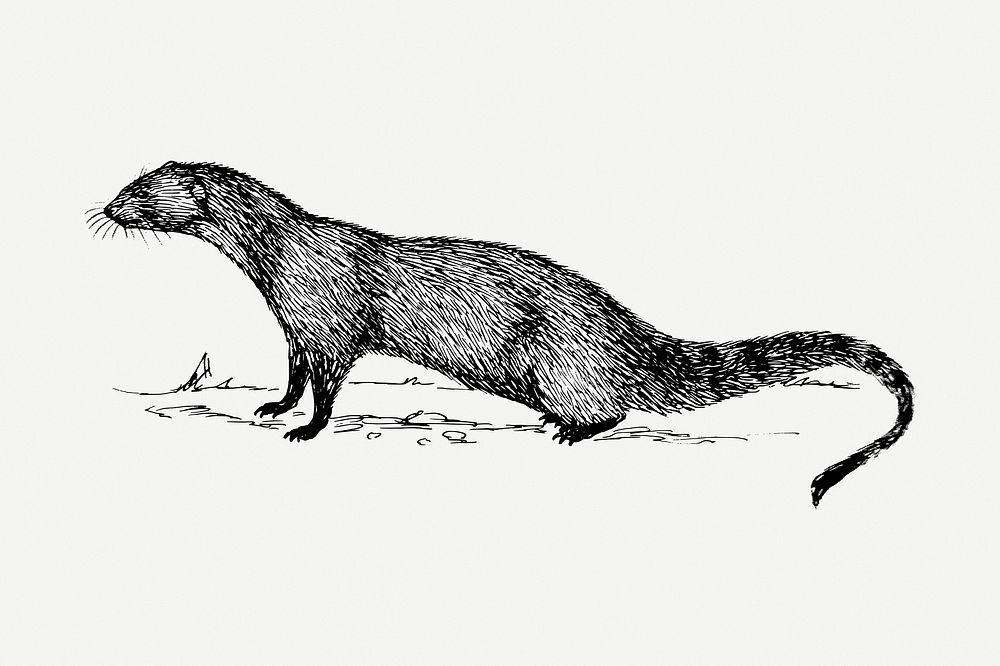 Mongoose drawing, vintage animal illustration psd. Free public domain CC0 image.