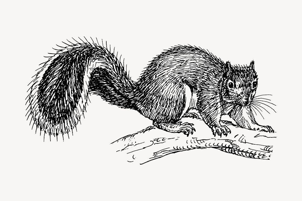 Squirrel clipart, vintage animal illustration vector. Free public domain CC0 image.