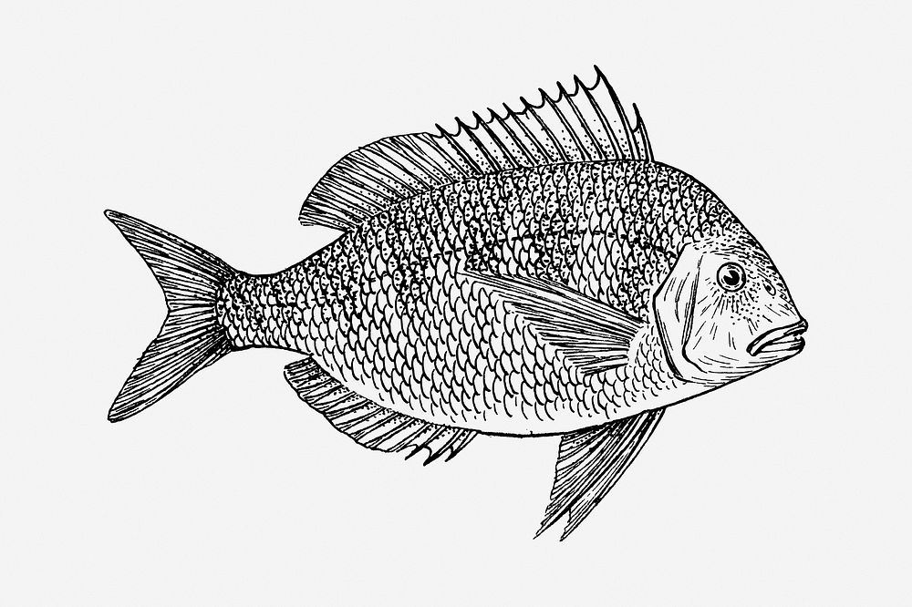 Scup fish drawing, vintage animal | Free Photo - rawpixel